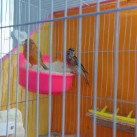 سینه سرخ و قناری