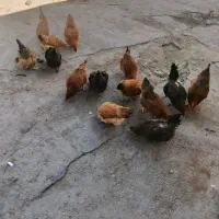 مرغ تخمگذار