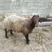 قوچ همو.میش .بره.