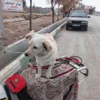 سگ توله 5ماهه|سگ|ورامین, ورامین|دیوار