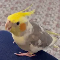 عروسی هلندی گم شده|حیوانات|یزد, |دیوار