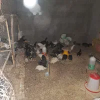 فروش نیمچه مرغ و خروس گلین (100 روزه)