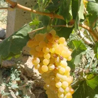 باغ-انگوری