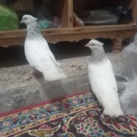 جفت کله الماسی نوک سفید چشم سفید