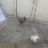 دو عدد خروس محلی