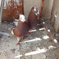 کفتر شازده قرمز