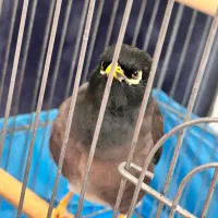 مرغ مینا نر 2ساله