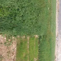 تیم پیاز و کَرتی درجه یک خیراباد پادوک|گل و گیاه طبیعی|دوگنبدان, |دیوار