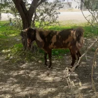 دو عدد بز|حیوانات مزرعه|اهواز, کیانپارس |دیوار