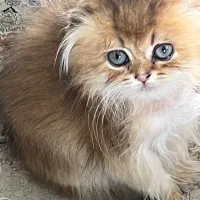 گربه اسکاتیش لانگ هیر گلد (اسکاتیش+پرشین)