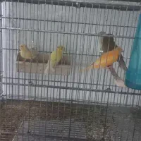 قناری نر ماده