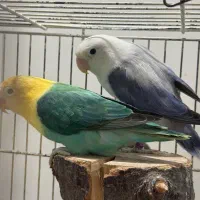 طوطی برزیلی مولد تضمینی