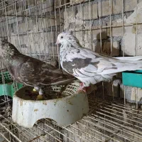 کبوترجفت کرم دم سفید