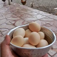 تخم مرغ محلی