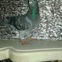 کفتر نر پلاکی قلدور|پرنده|گلبهار, شهر جدید گلبهار|دیوار