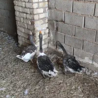 غاز ماده تخم گذار