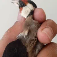 15عدد سره نرپایزه