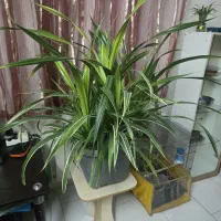 پاندانوس بزرگ قیمت همکاری