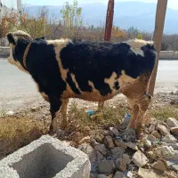 گوساله جنس ابستن|حیوانات مزرعه|کوهدشت, |دیوار