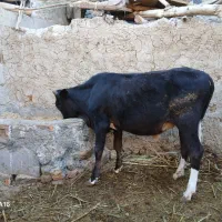 گوساله نره وگاو|حیوانات مزرعه|زابل, |دیوار