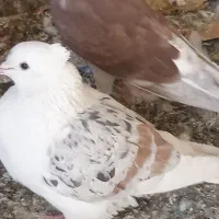 عتیقه دوبالی حراج فقط هفصد