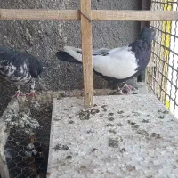 ۳تا حیون ارتیست