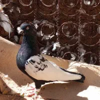 کبوتر سینه سیاه|پرنده|جم, |دیوار
