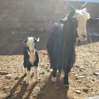 فروش بزوبزغاله