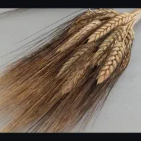 گندم شبرنگ
