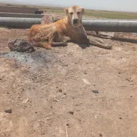 سگ‌‌.|سگ|نیشابور, دربقاضی|دیوار