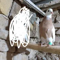 طوقی  زردماده فروشی است