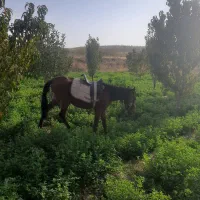 اسب نریون|اسب و تجهیزات اسبسواری|قوچان, |دیوار