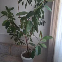 گل فیکوس|گل و گیاه طبیعی|قیدار, |دیوار