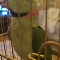 شاه طوطی نر سخنگو|پرنده|تبریز, |دیوار