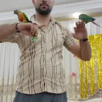 جفت طوطی گرینجیک بالغ نژاد یلوساید رام دستی سخنگو