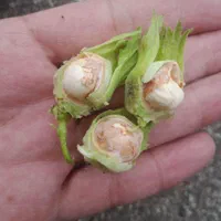 فندق تازه گیلان
