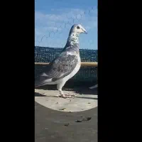 کبوتر پلاکی بزک .کبوتر .مسافتی