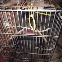 قفس|لوازم جانبی حیوانات|مشهد, نوده|دیوار