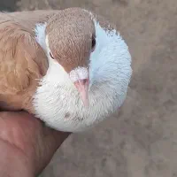زرد سینه دق نر