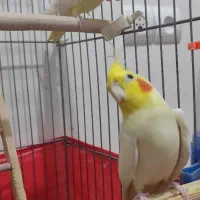 عروس هلندی سخنگو جفت
