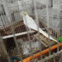 پنج عدد عروس هلندی جوجه آس|پرنده|قرق, |دیوار