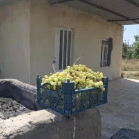 باغ انگور و میوه|فروش زمین و ملک کلنگی|شراء, |دیوار