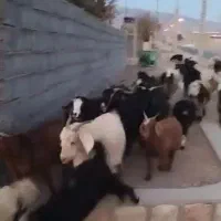 بز داشتی درشت هیکل