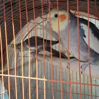 عروس هلندی نر و ماده(جفت نیستن)