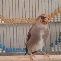 سهره کرمونی نر