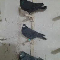 سه تاکبوتر|پرنده|شیروان (خراسان), |دیوار