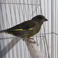 سهره ملیح گلبسر سهره سبز