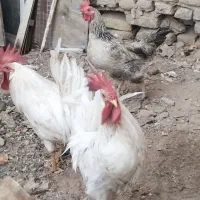 ۲تا خروس یک مرغ۶۰۰|پرنده|تربت جام, شاد|دیوار