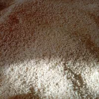 برنج هاشمی سرلاشه|خوردنی و آشامیدنی|رشت, شهریاران|دیوار