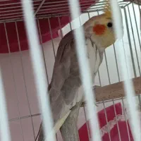 جفت عروس هلندی مناسب جوجه کشی با قفس ب شرط جوجه|پرنده|مشهد, هفت تیر (نه دره)|دیوار